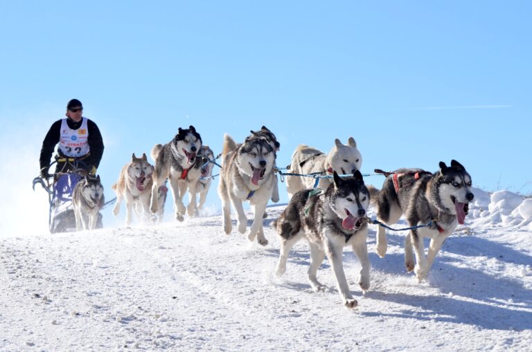 mushing-andorra